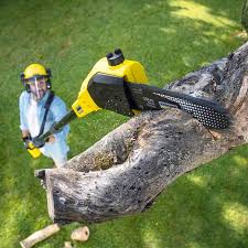 Professional Tree Services in Freer, TX