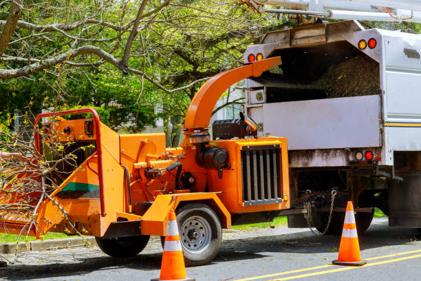 How Our Tree Care Process Works  in  Freer, TX