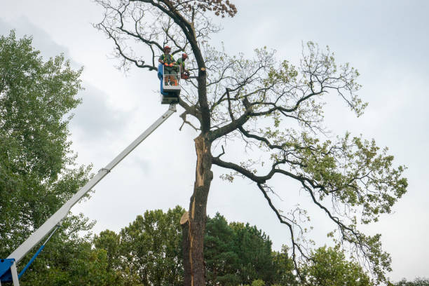 Leaf Removal in Freer, TX